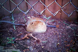 Ecmweb Com Sites Ecmweb com Files Uploads 2013 09 Nec Code Violations September 2013 2 Ecmweb Com Sites Ecmweb com Files Uploads 2013 09 Nec Code Violations September 2013 2