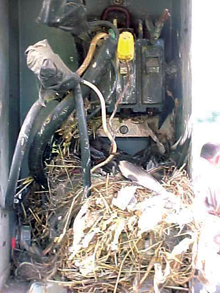 Ecmweb Com Sites Ecmweb com Files Uploads 2014 01 Nec Violations Nest