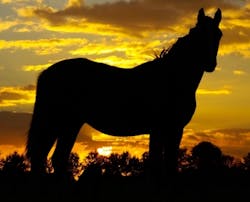 Ecmweb Com Sites Ecmweb com Files Uploads 2015 02 Led Facts Horse Tails Ecmweb Com Sites Ecmweb com Files Uploads 2015 02 Led Facts Horse Tails