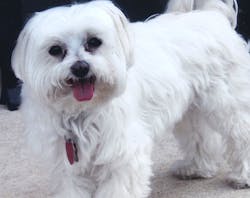 Ecmweb Com Sites Ecmweb com Files Uploads 2015 08 Mike Ebys Dog Kacey Ecmweb Com Sites Ecmweb com Files Uploads 2015 08 Mike Ebys Dog Kacey