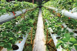 Ecmweb Com Sites Ecmweb com Files Uploads 2015 12 Indoor Farming Ecmweb Com Sites Ecmweb com Files Uploads 2015 12 Indoor Farming