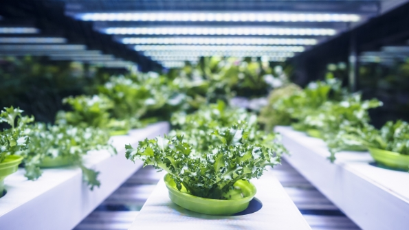 led lighting over plants