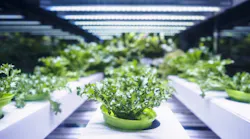 led lighting over plants