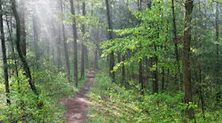 forest path