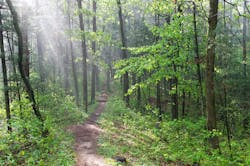 forest path forest path