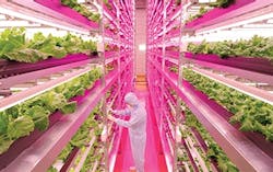 LEDs in horticulture applications LEDs in horticulture applications