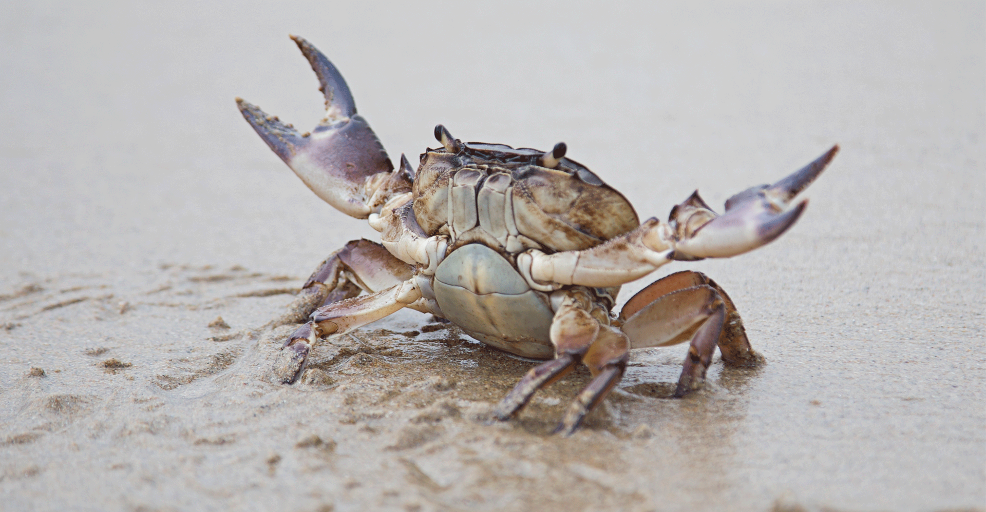 Crab