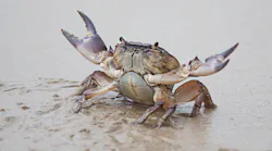Crab