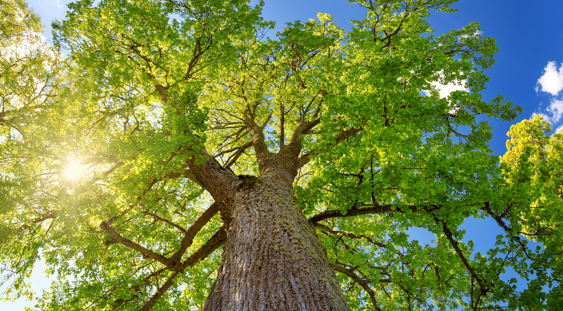 tree