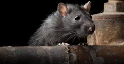 Pest Control