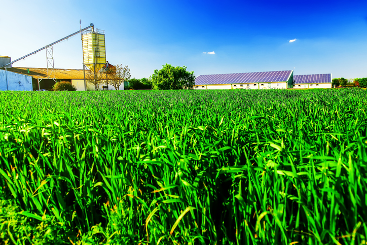 Corn field and barn with solar panels