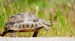 Tortoise