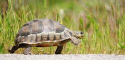 Tortoise Tortoise