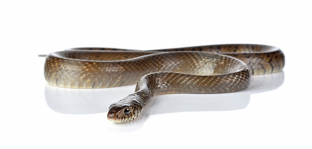 ECM snake on white background