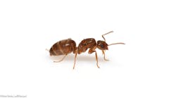 Ecmweb 8674 Tawny Crazy Ant