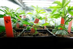 pot growing pot growing