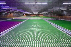 Ecmweb Com Sites Ecmweb com Files Horticulture Lighting 0419 2 Ecmweb Com Sites Ecmweb com Files Horticulture Lighting 0419 2