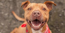 Photo of a brown pit bull mix in a red bandana Photo of a brown pit bull mix in a red bandana