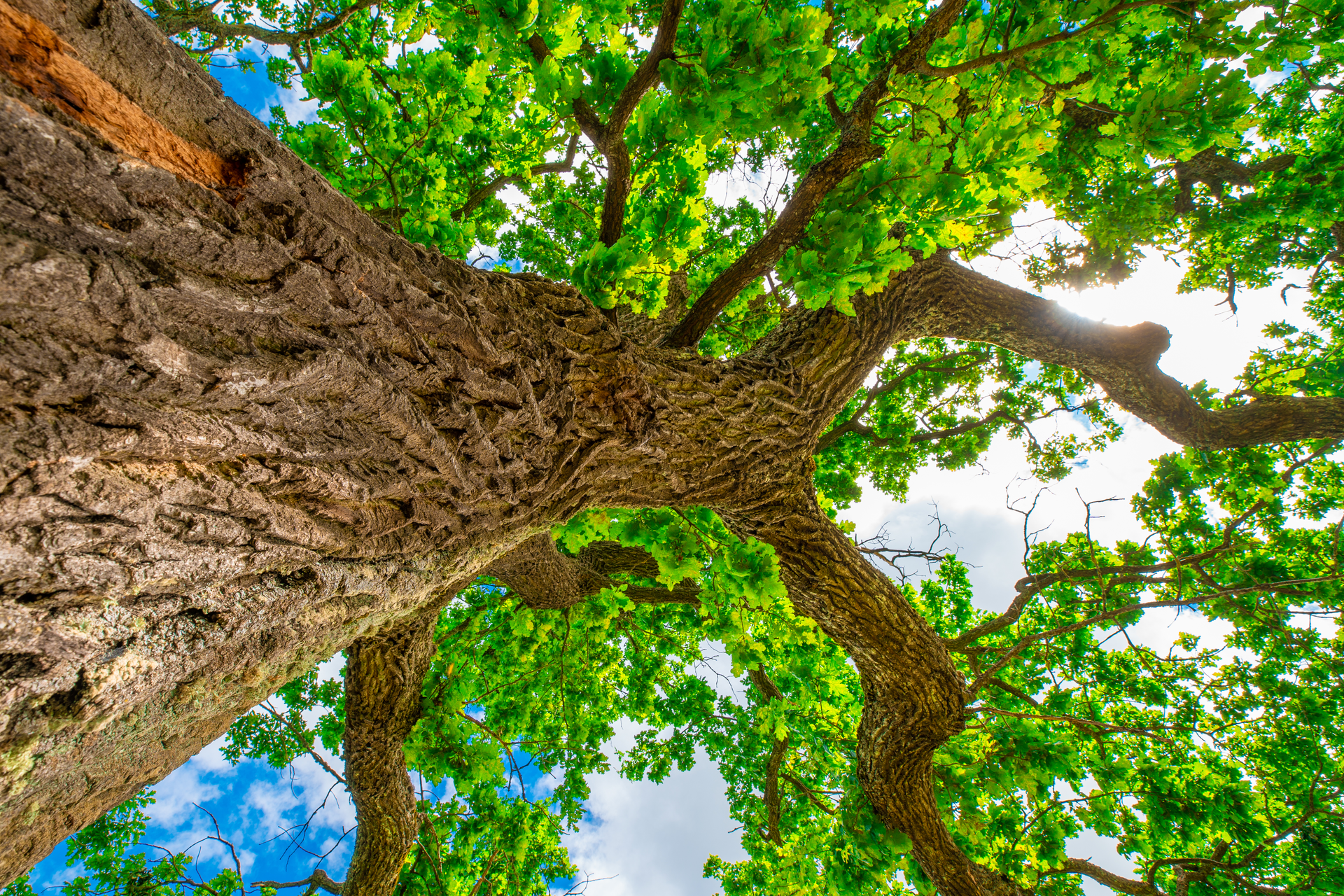 Oaktree Alex Ugalek I Stock Getty Images Plus