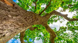 Oaktree Alex Ugalek I Stock Getty Images Plus