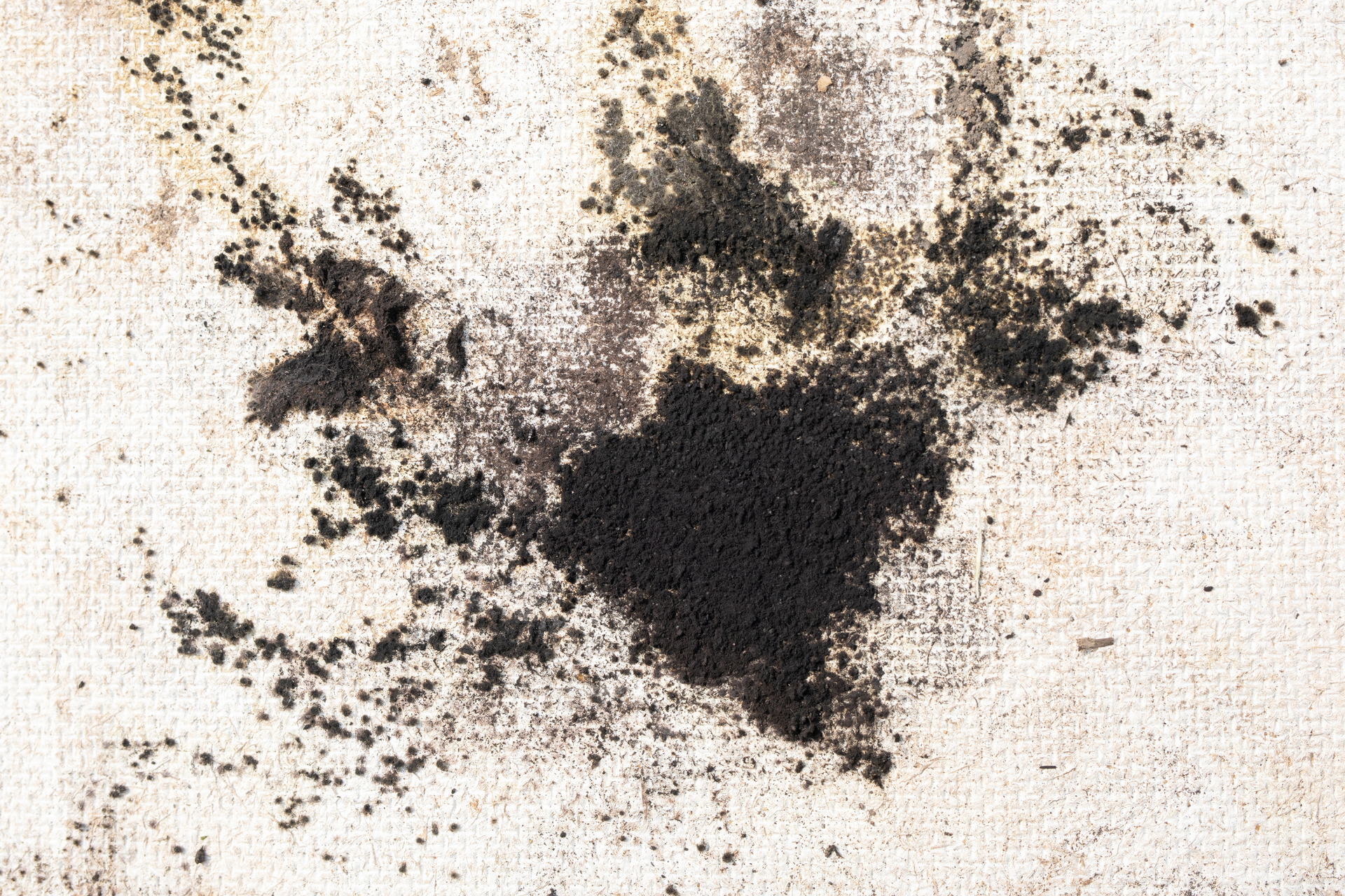 Black Mold On White Wall Dreamstime Xxl 161046505 5f7c6bb4f3569