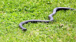 Id 61446761 © Neil Denize Dreamstime com