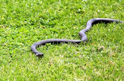 Id 61446761 Neil Denize Dreamstime com 601c2a2b1b2e9 Id 61446761 Neil Denize Dreamstime com 601c2a2b1b2e9