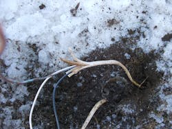 Illustrated Catastrophe 2 Illustrated Catastrophe 2