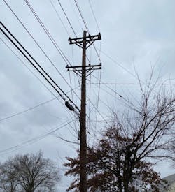Photo 2. Shown here is the utility pole that was being surveyed by the victim and his colleague. The pole pictured housed the wire that had broken loose during a windstorm and ultimately led to the victim&rsquo;s electrocution.