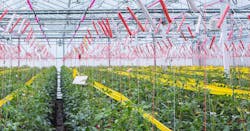 Horticulture lighting can be used alone or can supplement natural light for increased growing opportunities.