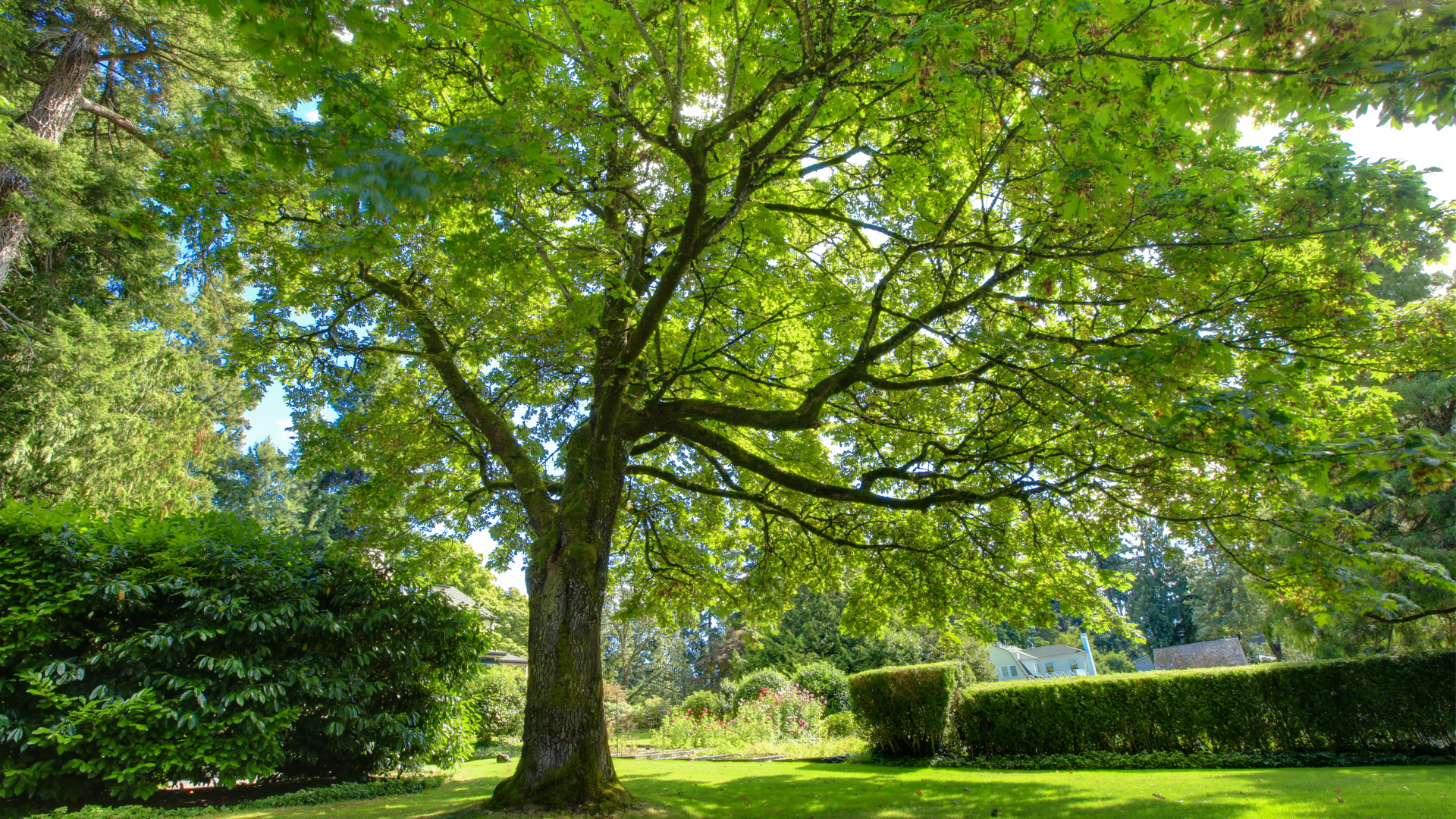 tree in a yard
