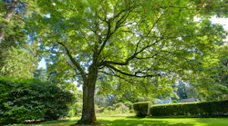 tree in a yard