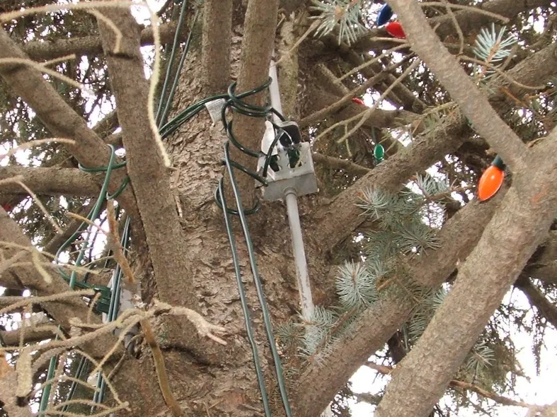 Tree Plug Out What’s Wrong Here? Hint: Pining for Some Code Compliance | EC&M