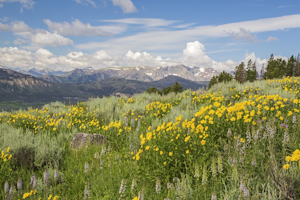 Montana