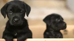 Labrador puppies
