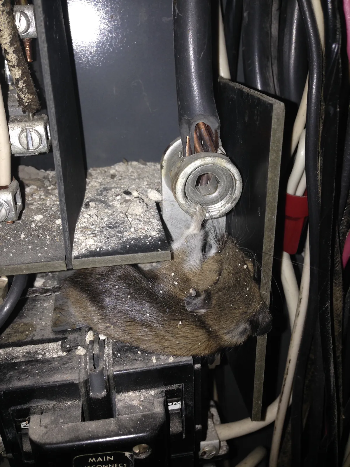 Critters Problem Wire Illustrated Catastrophes: Mismatched Wiring Methods | EC&M