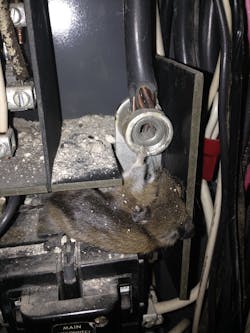 rodent in panel missing knockouts rodent in panel missing knockouts