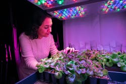 Fatemeh Sheibani, a PhD candidate in horticulture and landscape architecture, examines lettuce plants in a controlled environment chamber using LED lighting.