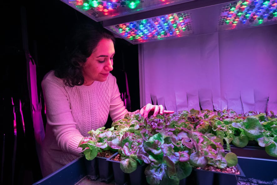 Fatemeh Sheibani, a PhD candidate in horticulture and landscape architecture, examines lettuce plants in a controlled environment chamber using LED lighting.