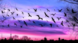 bird migration over city at sunset