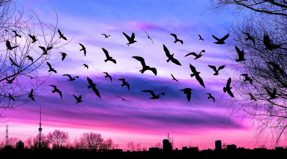 bird migration over city at sunset