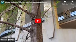 Moving Violations Video No. 300: Tree-Mendous Violations