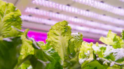 hortorganic_hydroponic_vegetable_grow_with_led_lig