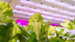65c64b8126dd26001e8b181a Hortorganic Hydroponic Vegetable Grow With Led Lig 65c64b8126dd26001e8b181a Hortorganic Hydroponic Vegetable Grow With Led Lig