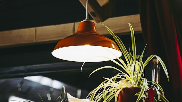 luminaire suspended from ceiling over plant