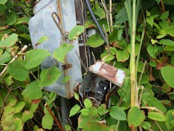 Danger lurking in the brush Danger lurking in the brush