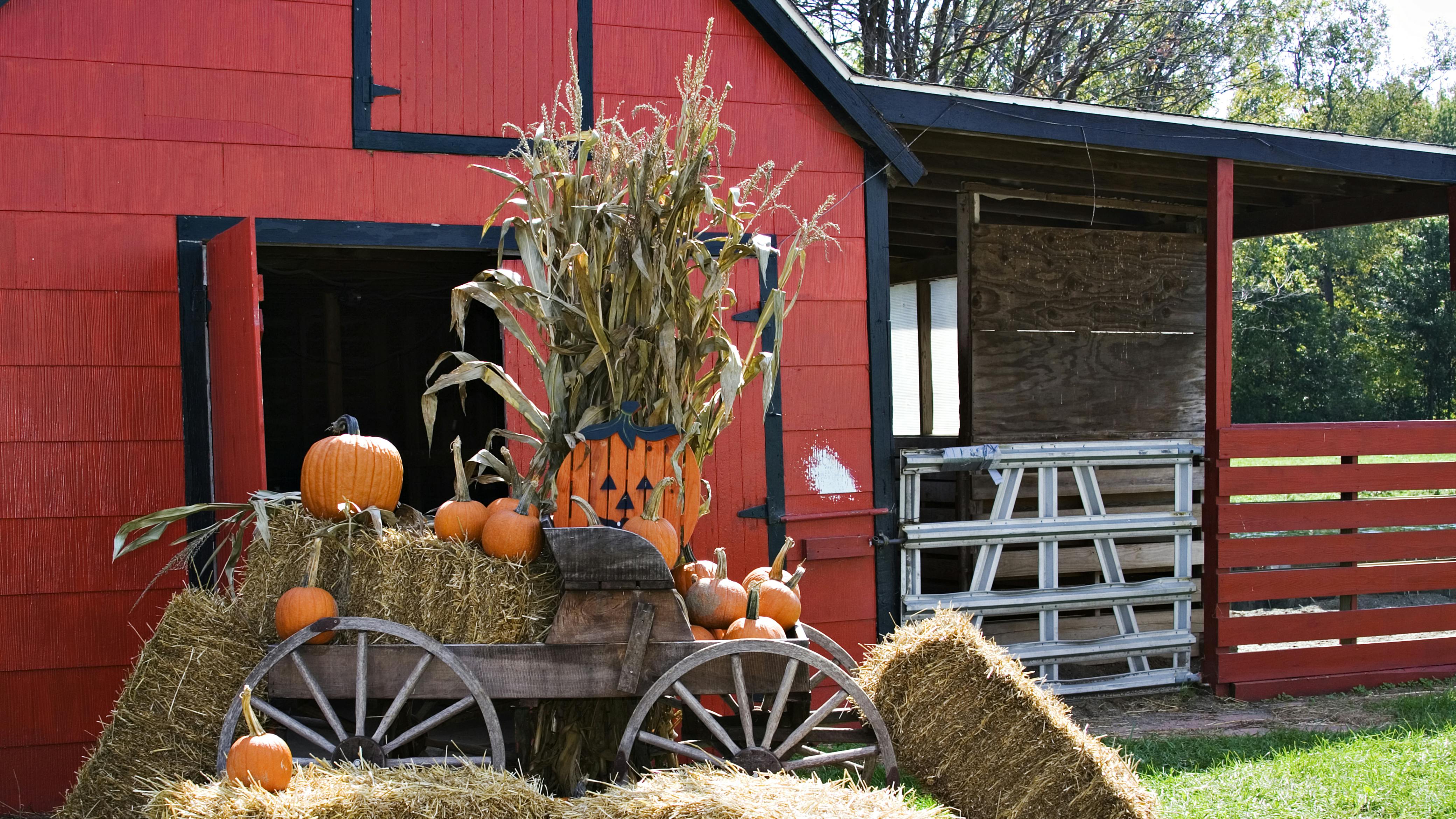 Halloween Scene. A red barn decorated for fall and halloween