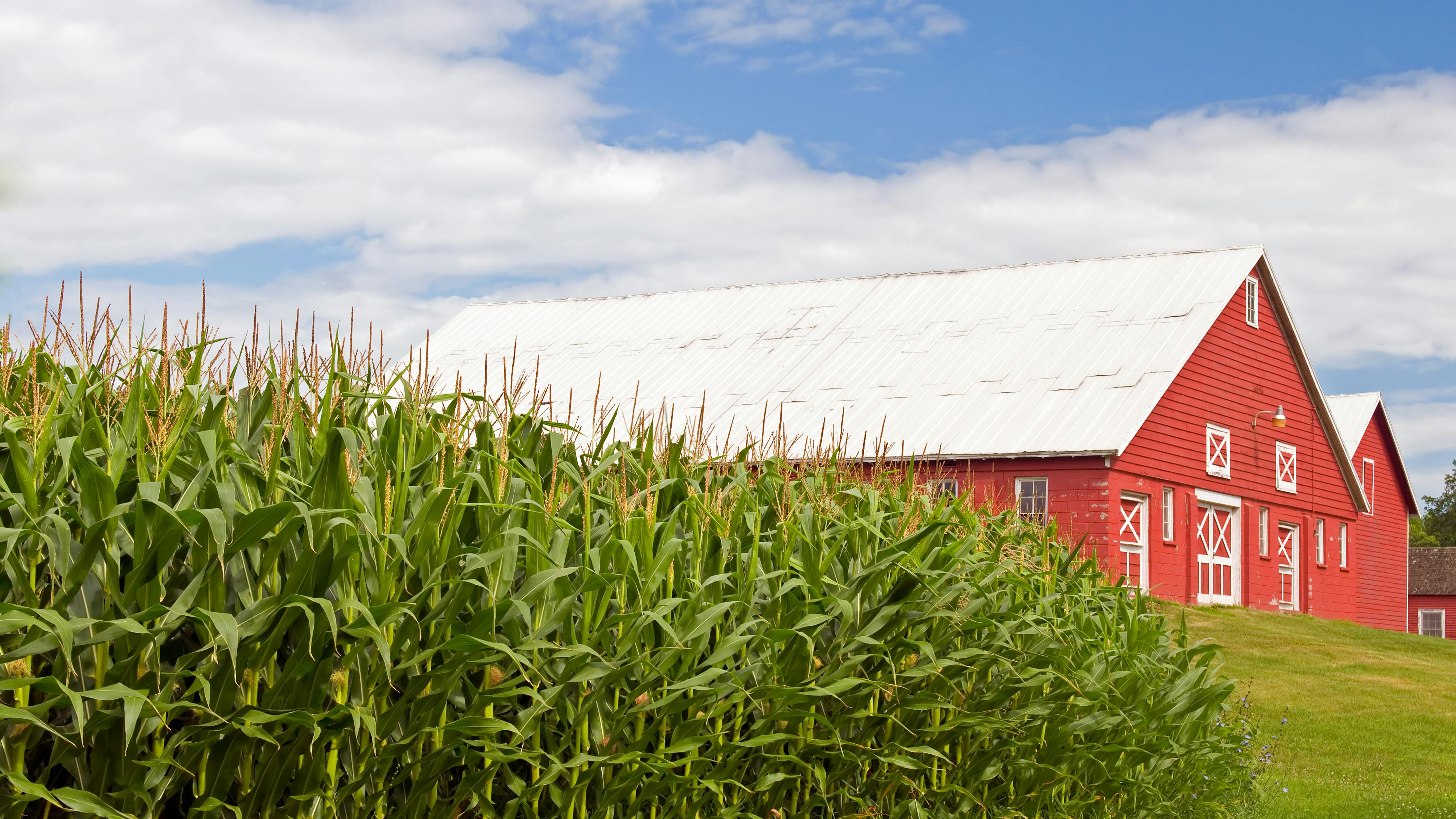 dreamstime_xxl_15388029