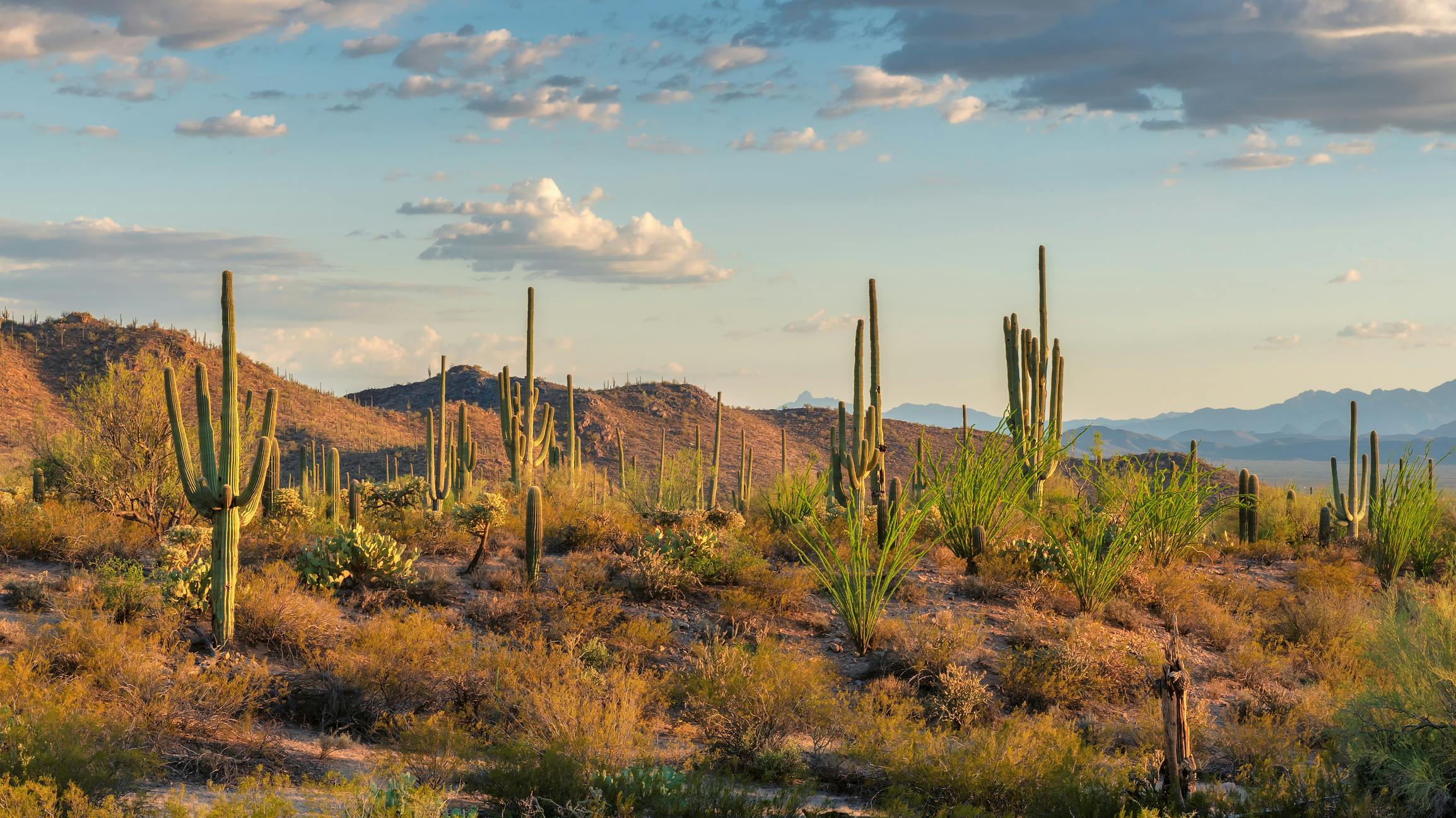 Saguaros cactus at sunset in Sonoran Desert near Phoenix, Arizona, USA