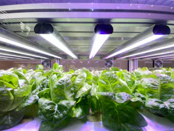 From lettuce to cannabis, LEDs are becoming a major technology in horticulture lighting, which historically has been dominated by HID lighting. From lettuce to cannabis, LEDs are becoming a major technology in horticulture lighting, which historically has been dominated by HID lighting.